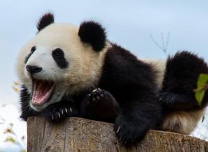 Панда толкование сонника Сонник к чему снится панда с детенышами
