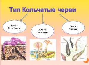 Интересные факты о кольчатых, дождевых, плоских червях Интересные факты о червях для детей
