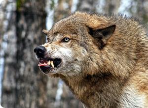 Образ жизни и среда обитания волка