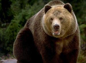 Виды медведей: фото и названия