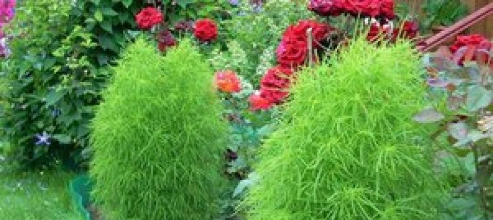 Кохия — летний кипарис — выращивание из семян, когда сажать
